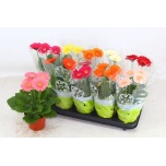 Gerbera mix 12cm