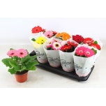 Gerbera mix 12cm