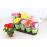 Gerbera mix 12cm