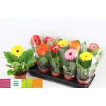 Gerbera mix 12cm