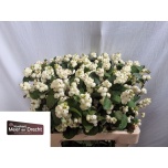 Symphoricarpos Lumimari Magical White Dream 60cm