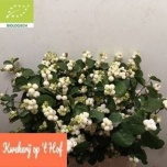 Symphoricarpos Lumimari Magical White Dream 60cm
