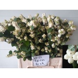 Symphoricarpos Lumimari Magical White Dream 65cm
