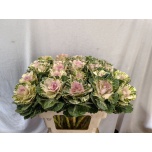 Brassica Kapsas Empire Akilina 60cm