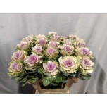 Brassica Kapsas Empire Akilina 60cm