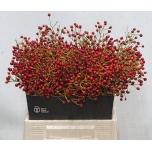 Rosebottle Kibuvits Autumn Spirit 40cm