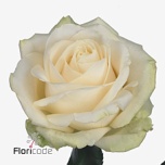 Roos 40cm Four Seasons