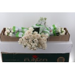 Dianthus Nelk ST MOON GOLEM (Funza CO)*20