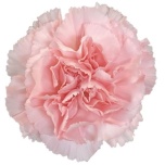 Dianthus Nelk ST Doncel 55cm*20