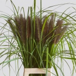 Pennisetum Hiidhirss Moudry 80cm