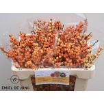 Ilex Ilexia Julia 50cm