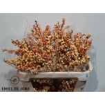 Ilex Ilexia Julia 70cm