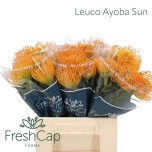 Nutans Leucospermum Nõelakera Ayoba Sun 40cm*5