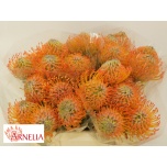 Nutans Leucospermum Nõelakera Ayoba Sun 40cm*5