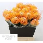 Leucospermum Nõelakera Ayoba Sun 50cm