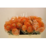 Leucospermum Nõelakera Ayoba Sun 50cm*5