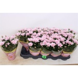 Chrysanthemum Krüsanteem indi Dynamic 12cm