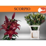 Lilium Liilia OR Scorpio 95cm