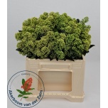 Skimmia frank white 35cm (pk)