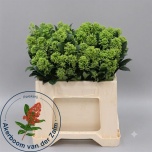 Skimmia frank white 35cm (pk)