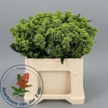 Skimmia frank white 35cm (pk)