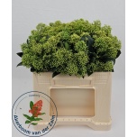 Skimmia frank white 35cm (pk)