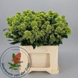 Skimmia Frank White (pk)