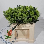 Skimmia frank white 35cm (pk)
