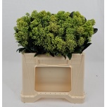 Skimmia frank white 35cm (pk)