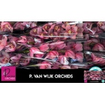 Cymbidium Tsümbiidium Mys Pink Blos 60cm