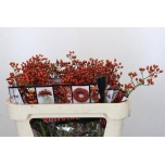 Rosa Kibuvits Rosefruits 70cm