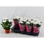 Chrysanthemum Krüsanteem indi Supernova White 13cm
