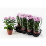 Chrysanthemum indi grp supernova Pink 13cm