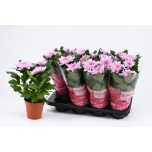 Chrysanthemum Krüsanteem indi supernova Pink 13cm