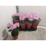 Chrysanthemum Krüsanteem indi supernova Pink 13cm