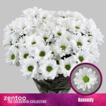 Chrysanthemum Krüsanteem SP Kennedy 90g*5
