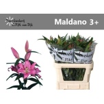 Lilium Liilia OR Maldano 90cm