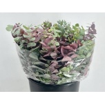 Eucalyptus per bunch short 50cm