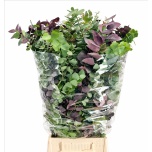 Eucalyptus absorbed Autunno 75cm (Pk)