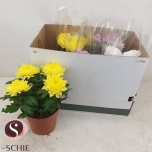 Chrysanthemum Krüsanteem indi supernova mix 17cm