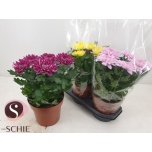 Chrysanthemum indicum grp supernova gemengd 19cm