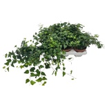Hedera helix Luuderohi lady kay 13cm