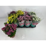Chrysanthemum Krüsanteem indi madiba mix 14cm