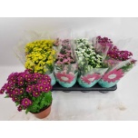 Chrysanthemum Krüsanteem indi madiba mixed 14cm