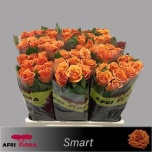 Roos 60cm Smart (Afriflora)