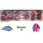 Anthurium Milanello