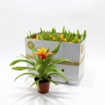 Guzmania Gusmaania Flameva 10,5cm