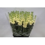 Matthiola Levkoi Iron Yellow 65cm