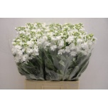 Matthiola Levkoi Iron White 65cm