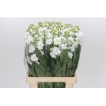 Matthiola Levkoi Iron White 65cm